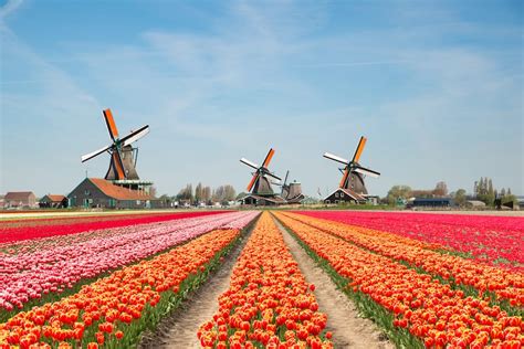 best places to see tulips in netherlands|Best Netherland Tulip Fields To Visit .